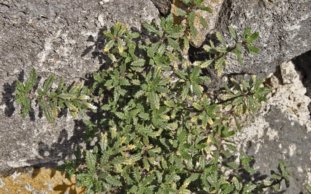 RATONERA. PLANTA MEDICINAL CANARIA